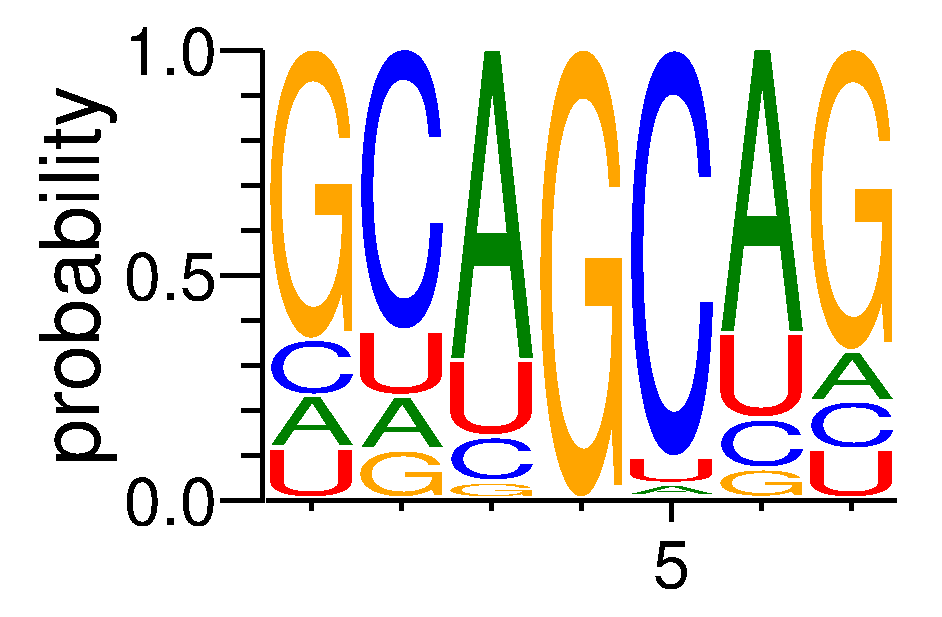 SRSF8 (1)