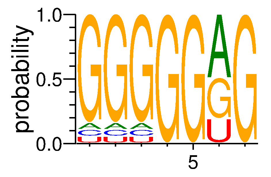 SRSF8 (2)