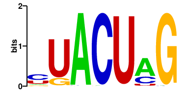 Y57G11C.36